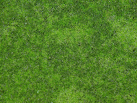 green swamp algae ( Wolffia globosa ) on water texture