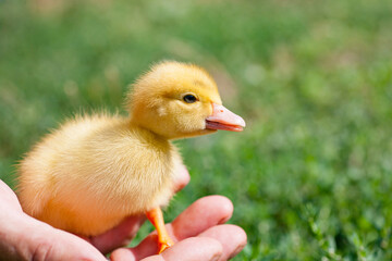 A little duckling sits in the palm of a man. A livestock breeder at the farm holds a yellow duckling in his hand. Handmade domestic duckling