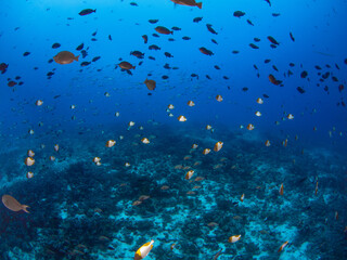 School of reef fish (Pyramid butterflyfish, Hawaiian surgeonfish and Humpback red snapper) in a coral reef (Rangiroa, Tuamotu Islands, French Polynesia in 2012)