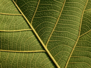 green teak leaf texture background