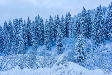 trees with snow in the mountains
