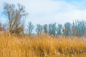 Obraz premium Reed along the misty edge of a lake in wetland in bright foggy sunlight in winter, Almere, Flevoland, The Netherlands, February 28, 2021