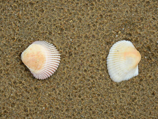 Sea shells on sand beach after low tide