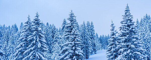 trees with snow in the mountains
