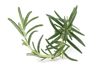 Branch of rosemary on white background. 