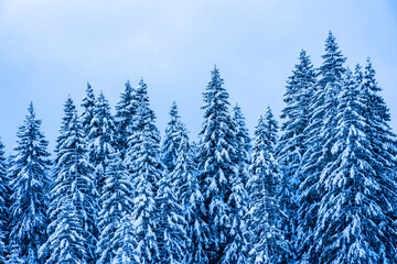 trees with snow in the mountains
