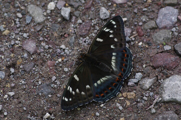 オオイチモンジ