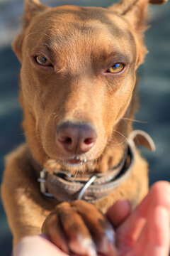 A Cunning Red Dog Gives A Paw To Get A Delicious First-person Food POV