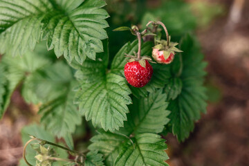 Ripe strawberries on a bush with green leaves. Strawberry bush with red berries in the garden