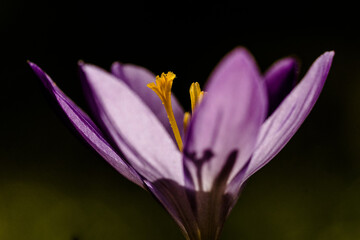 Naklejka premium lila Krokus