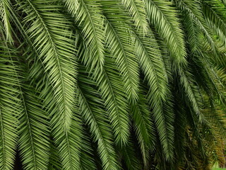 green palm leaf of date palm tree ( Phoenix dactylifera )