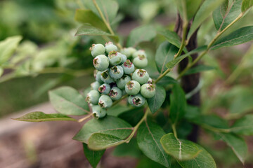 Blueberry. Fresh and organic blueberries plant growing in a garden. Diet, dieting, healthy vegan food. Unripe blueberries hanging on a branch.