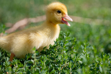 little yellow duckling in green grass exploring territory lost mom