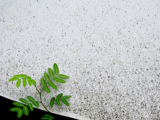 young tree on dirty white wall with dust texture