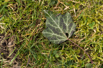 Efeublatt im Gras