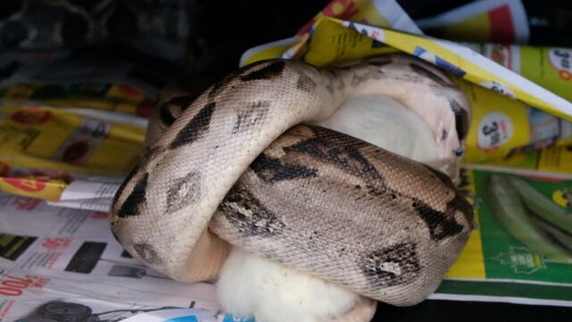 boa constrictor eats a rat in captivity 