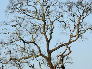 dry branch of tree with blue sky background