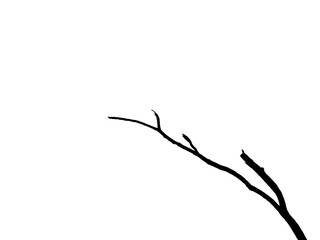 Obraz premium dry branch silhouette isolated on white background
