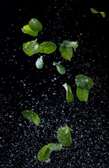 Mint leaves in a spray of water on black background