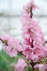Nectarine tree branch in full bloom with pink flowers in spring garden