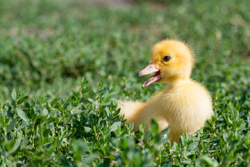 little yellow duckling in green grass exploring territory lost mom