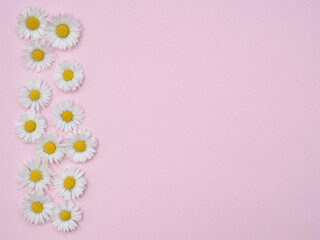 Flat lay spring and summer chamomile on pink background. Top view on white Daisy flowers with copy space. Heads of Blooming Bellis flowers, floral mock up, beautiful concept for Womens, Mothers day. 