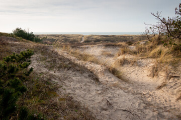 The sandy dunes with heather and marram grass on the Wadden island of Texel, the Netherlands