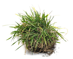 Green grass sprouting from fertile soil, dirt pile isolated on white background