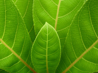 green leaf of powderpuff tree ( Barringtonia racemosa )