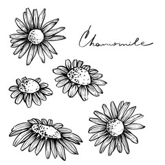Fototapeta premium Set of chamomile flowers, monochrome, vector