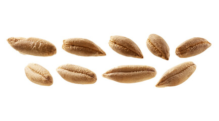 A set of rye grains. Isolated on a white background