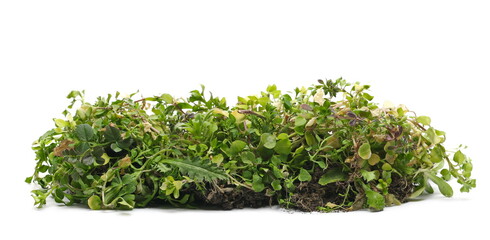 Green grass sprouting from fertile soil, dirt pile isolated on white background