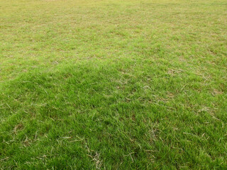 green grass lawn texture, sward background
