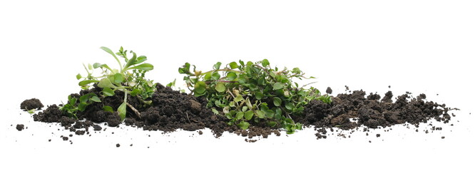 Green grass sprouting from fertile soil, dirt pile isolated on white background