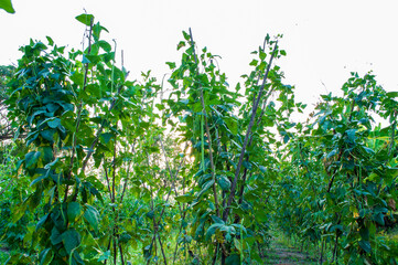 Naklejka premium Agriculture, the cultivation of long beans