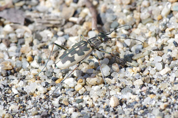 カワラハンミョウ