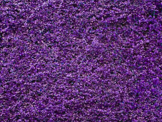 purple bush wall background, Fukien Tea ( Carmona retusa (Vahl) Masam