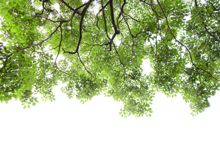 branch of tree with green leaf at spring