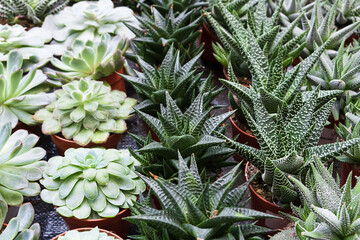 Echeveria, succulent and haworthia in pots grow in the greenhouse. Rows of house plants for sale at the flower market. Selective Focus