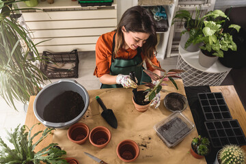 Young woman potting a plant at home. Engaging leisure activities. Indoor gardening. 
