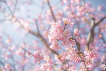 ふんわりしたイメージの桜の花束