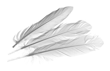 White bird feathers isolated on white background with clipping path