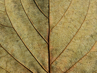 Naklejka na ściany i meble dry brown leaf texture ( Bastard teak,Bengal kino,Kino tree,Flame of the forest )