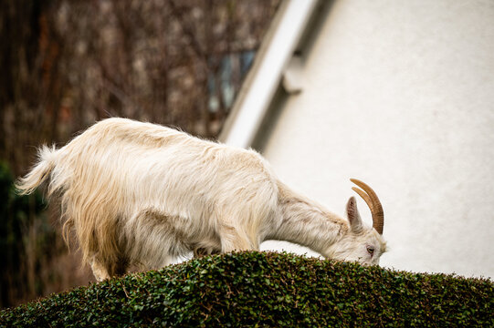Great Orme Goat on Hedge
