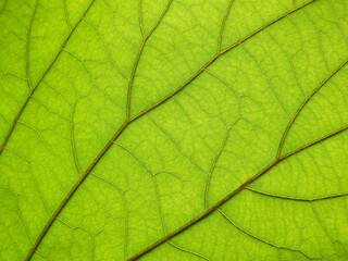 Naklejka na ściany i meble macro fresh green leaf texture