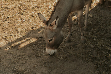 A donkey on a farm, a beautiful photo of a donkey living on the street in a village. Contact zoo, farm.