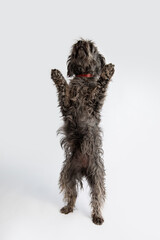 Cute black and grey shepherd dog posing against white background. 