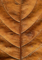 dry brown leaf texture, autumn background