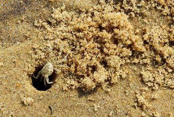 Ghost crab ( Ocypode ceratophthalmus ) dig a hole on the sand beach