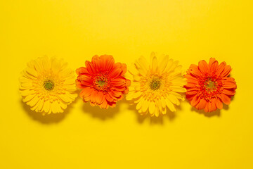 黄色とオレンジ色のガーベラの花　黄色い背景